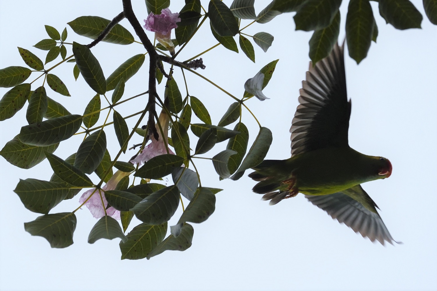 Sri Lanka Hanging-Parrot